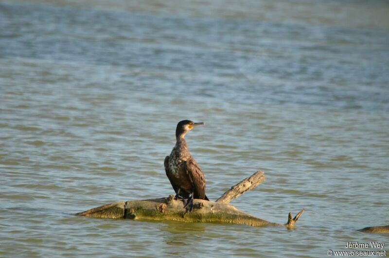 Great Cormorant