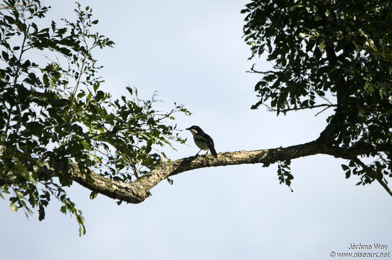 Tropical Boubou