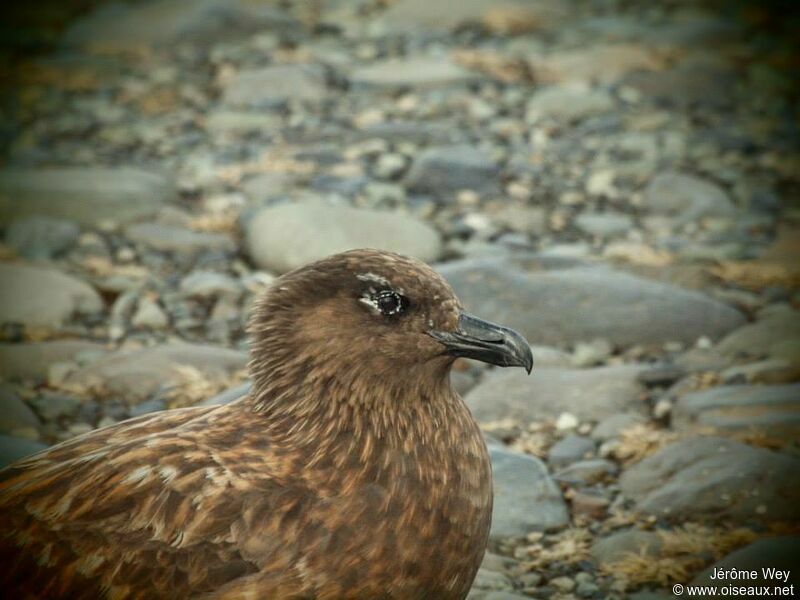 Great Skua