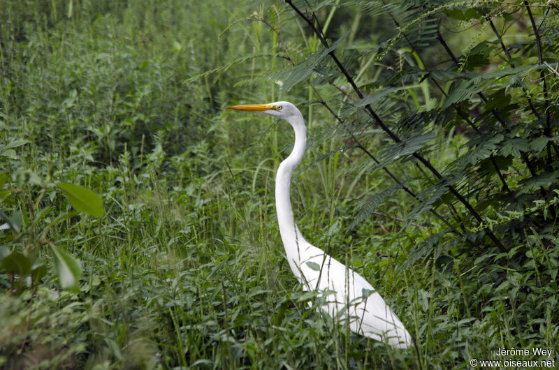 Grande Aigrette