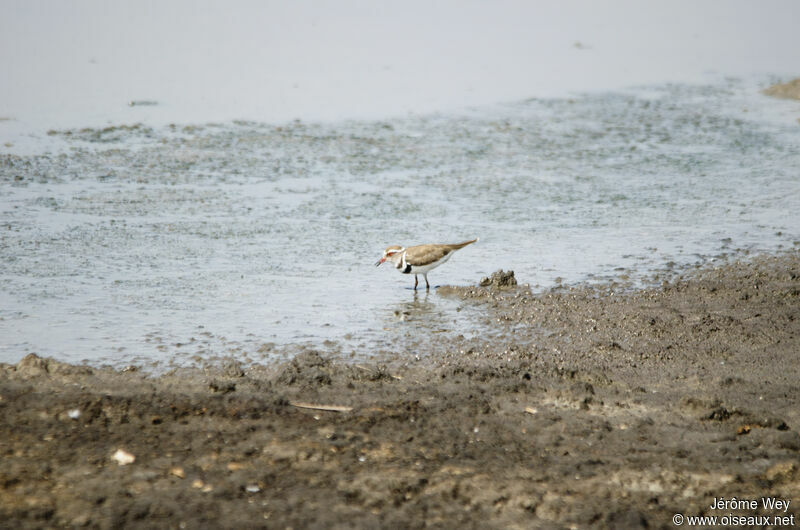 Three-banded Plover