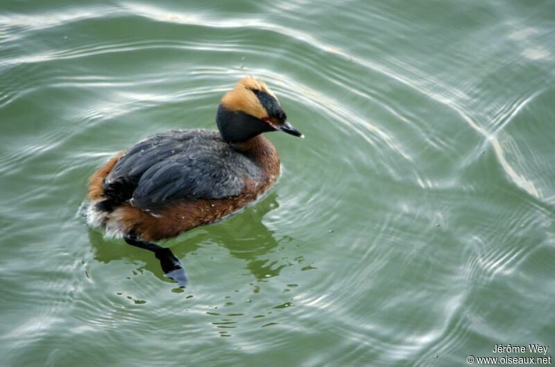 Horned Grebe