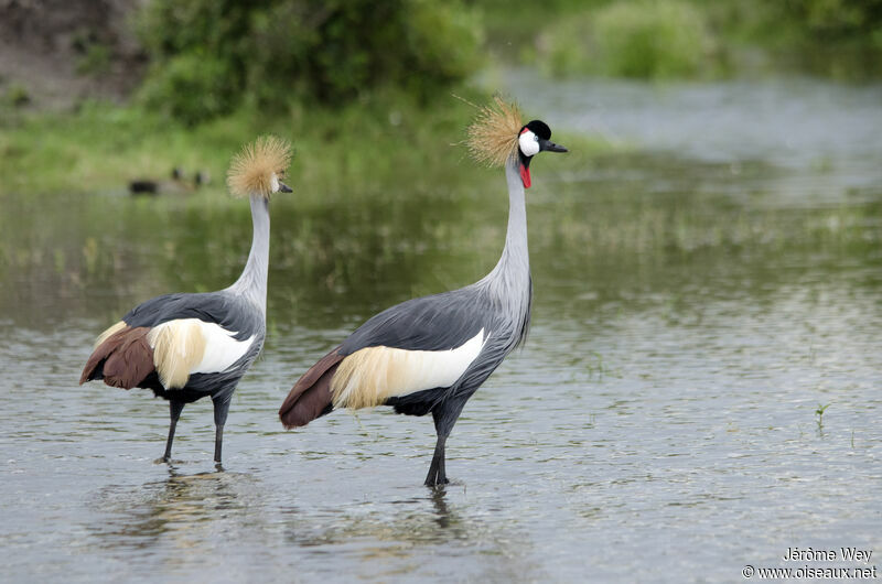 Grey Crowned Crane