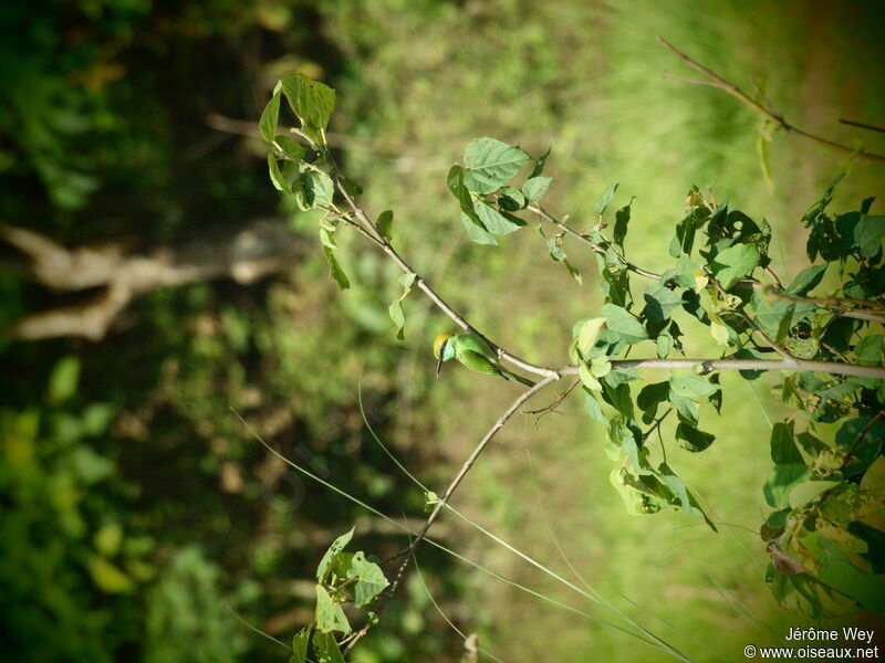 Asian Green Bee-eater