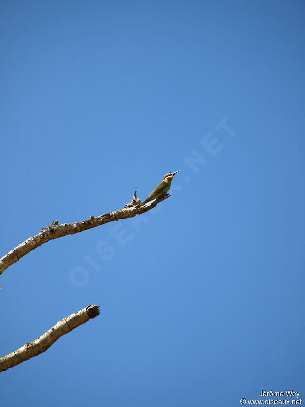 Olive Bee-eater