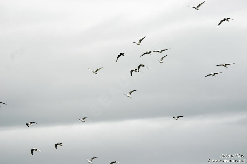 White-winged Tern