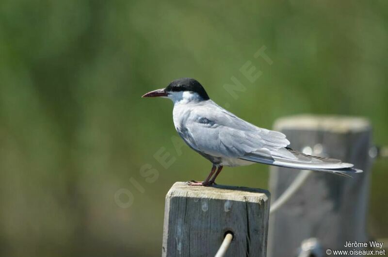 Whiskered Tern