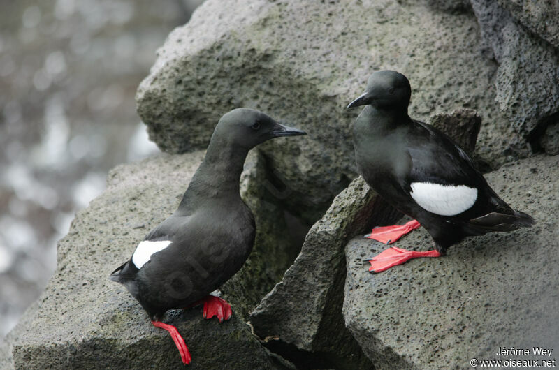 Guillemot à miroiradulte