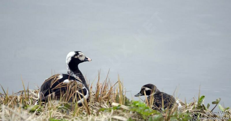 Long-tailed Duck