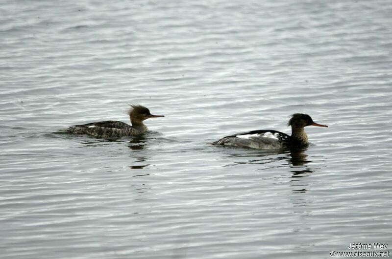 Red-breasted Merganser