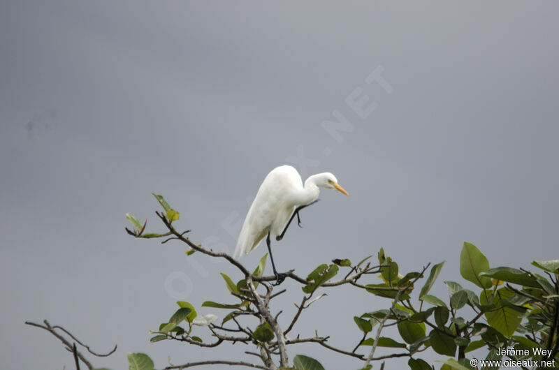 Yellow-billed Egret