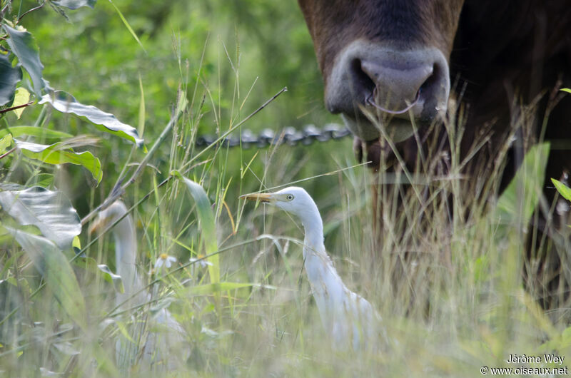 Western Cattle Egret