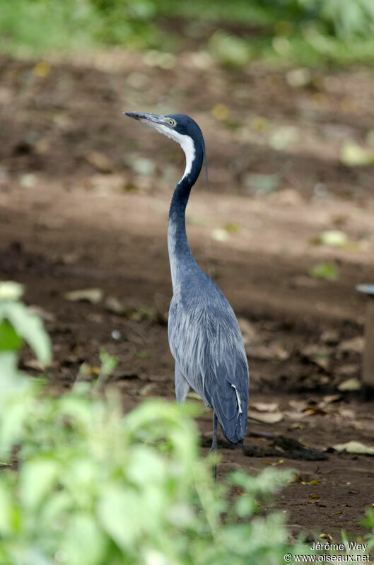 Black-headed Heron