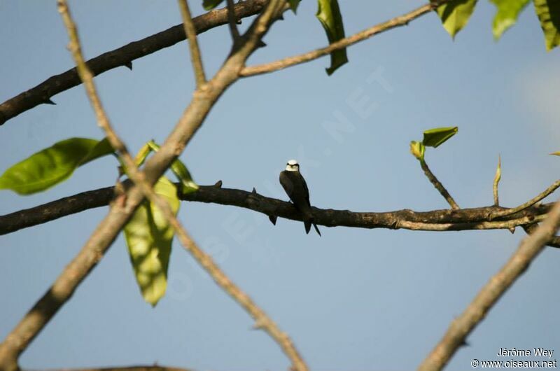 Hirondelle à tête blanche