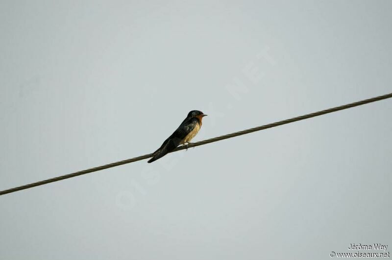 Angola Swallow