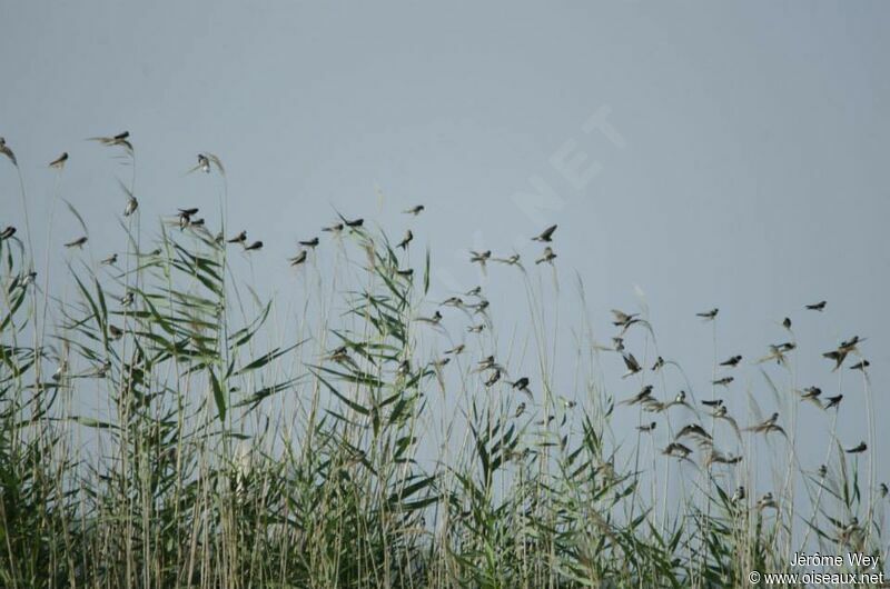 Sand Martin