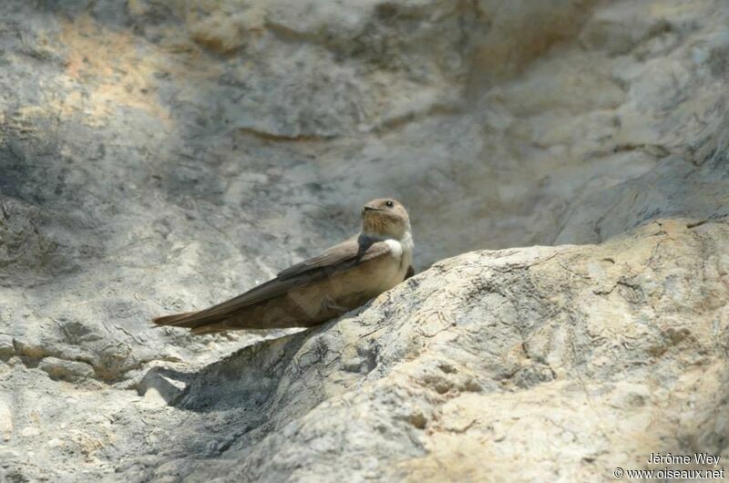 Eurasian Crag Martin