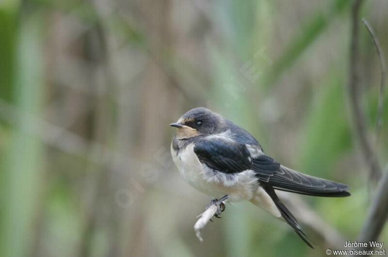 Barn Swallow