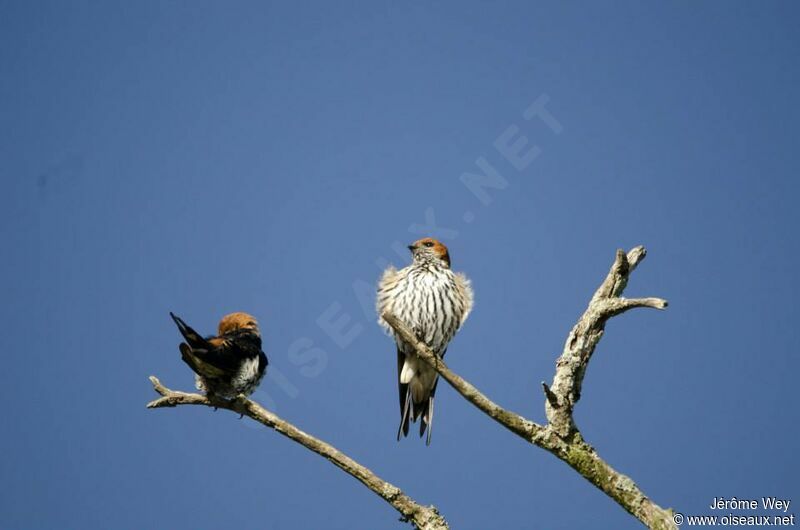 Lesser Striped Swallow