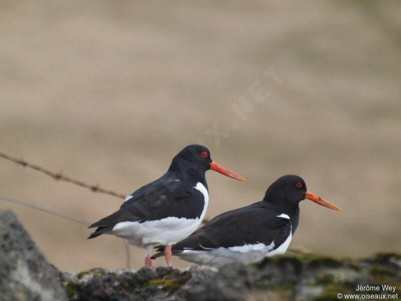 Eurasian Oystercatcher