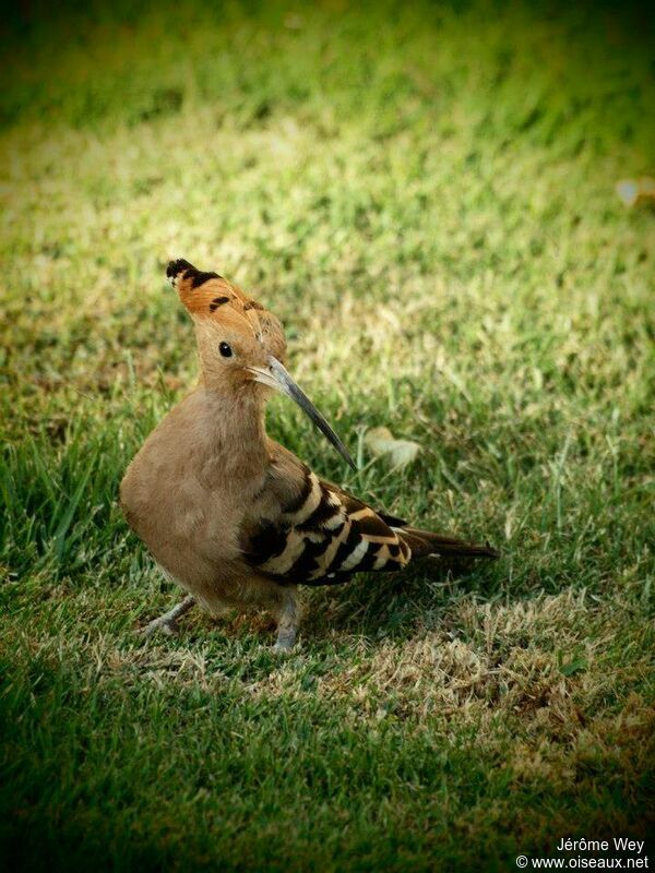 Eurasian Hoopoe