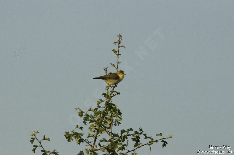 Melodious Warbler