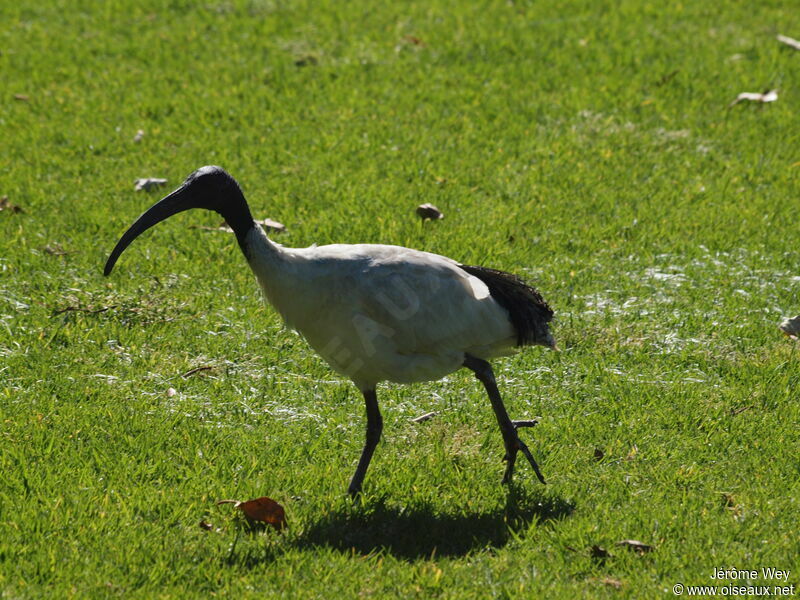 Ibis à cou noir