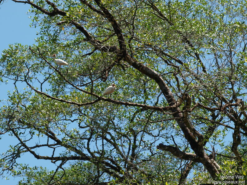 American White Ibis