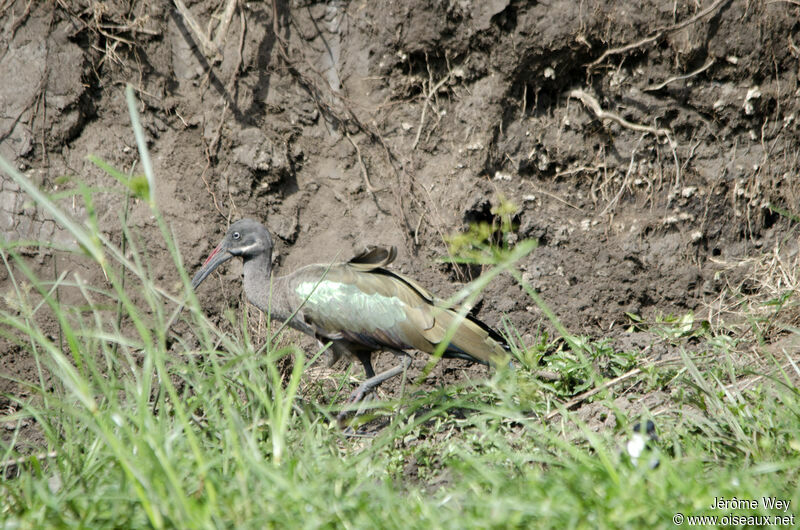 Hadada Ibis