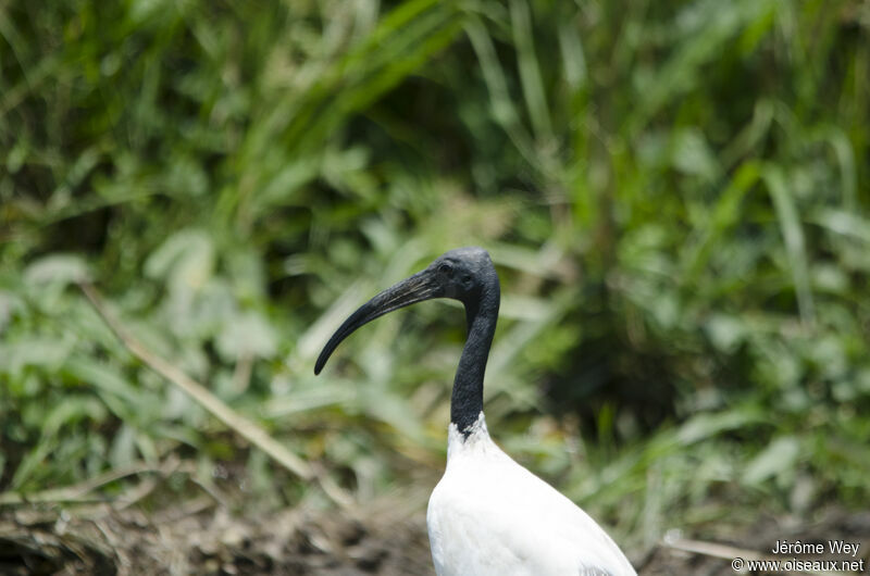 African Sacred Ibis