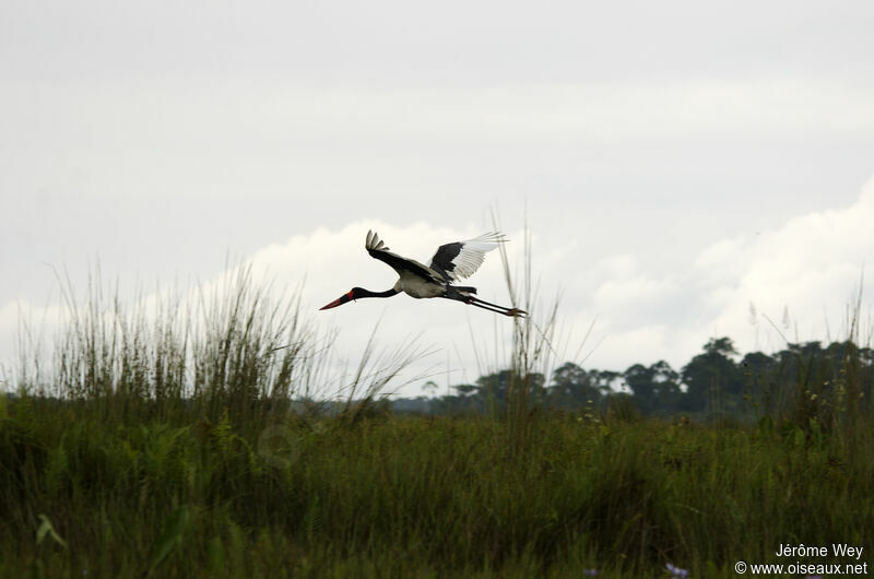 Saddle-billed Stork