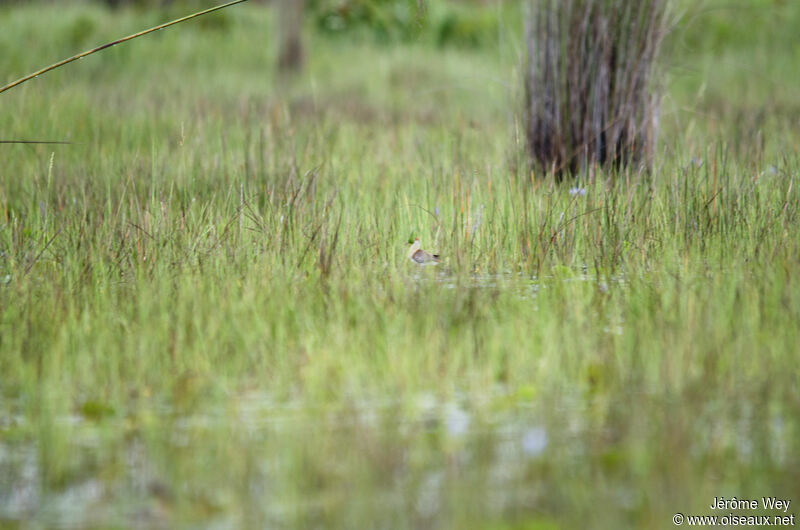 Lesser Jacana