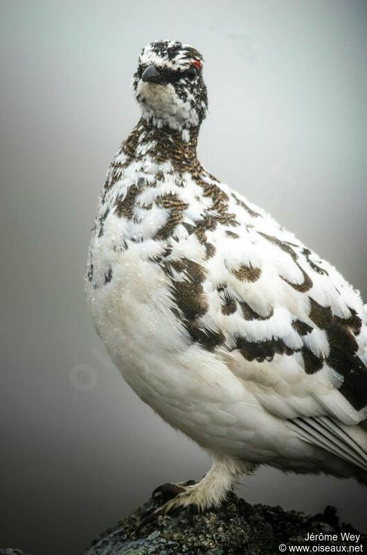 Rock Ptarmigan