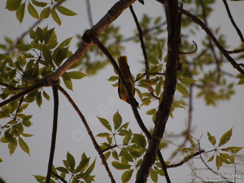 Black-hooded Oriole