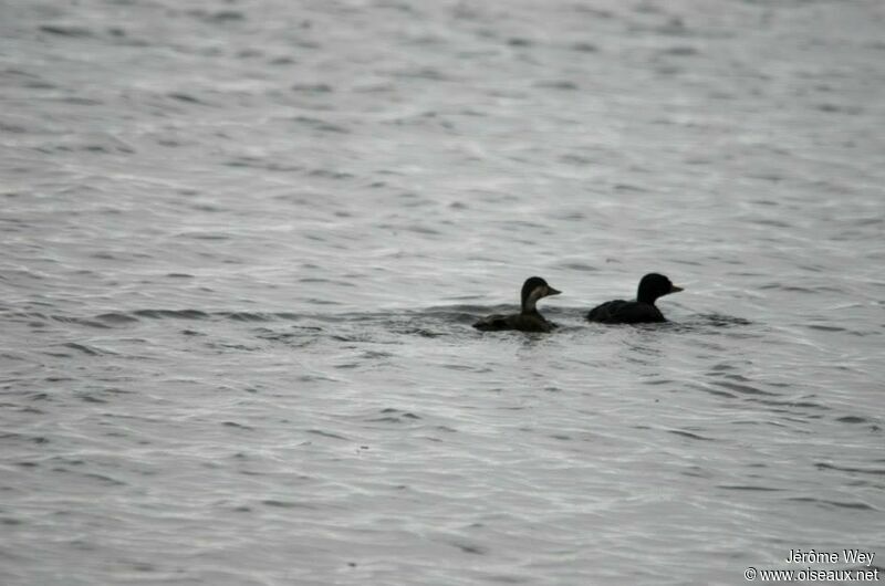 Common Scoter