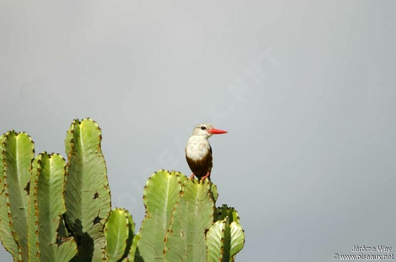 Grey-headed Kingfisher