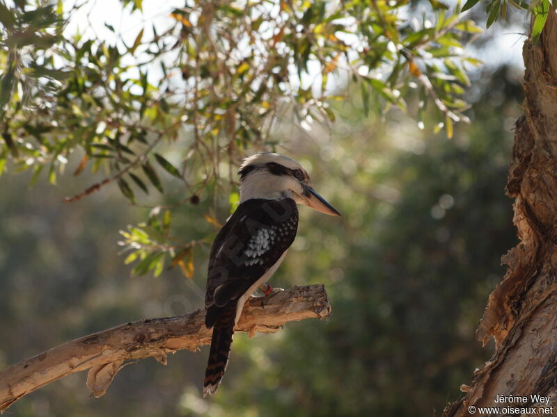 Laughing Kookaburra