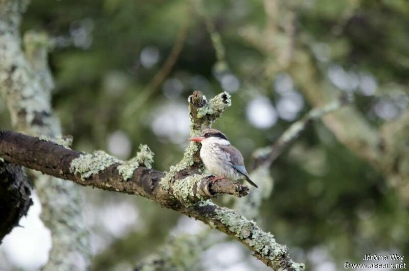 Striped Kingfisher