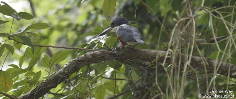 Ringed Kingfisher