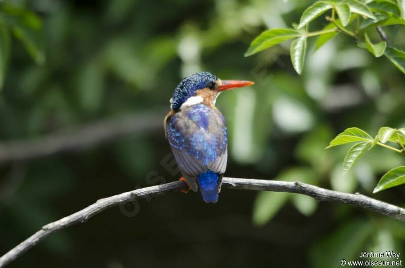 Malachite Kingfisher