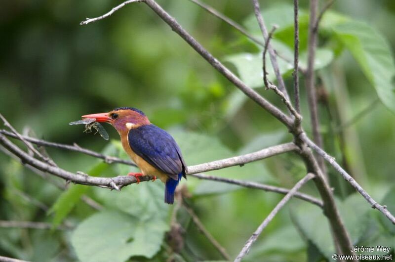 African Pygmy Kingfisher