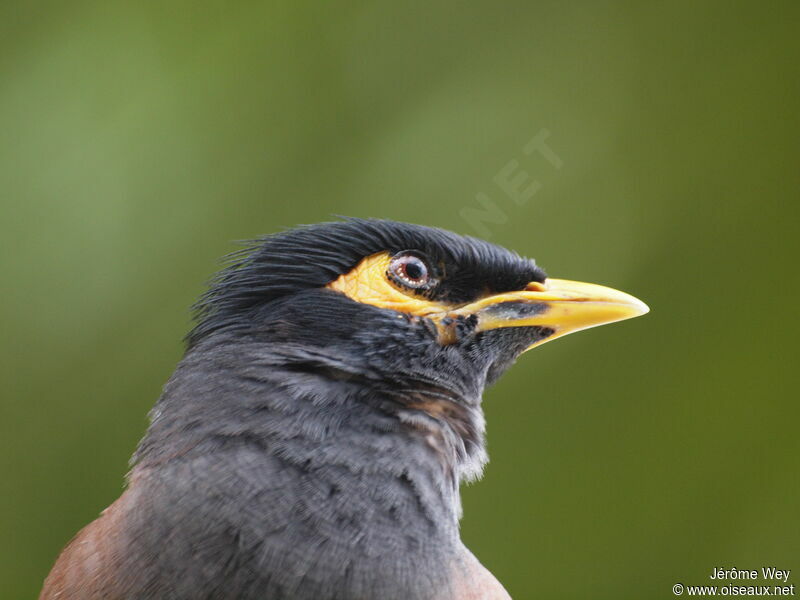 Common Myna