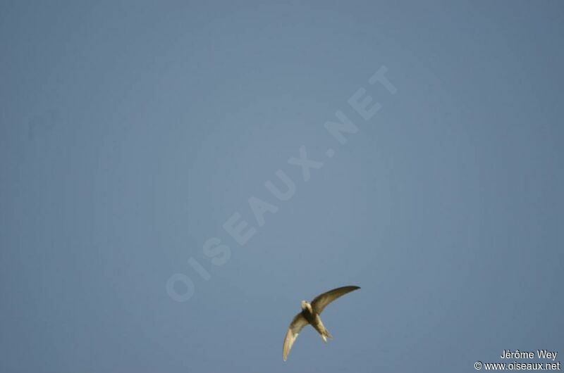 Pallid Swift