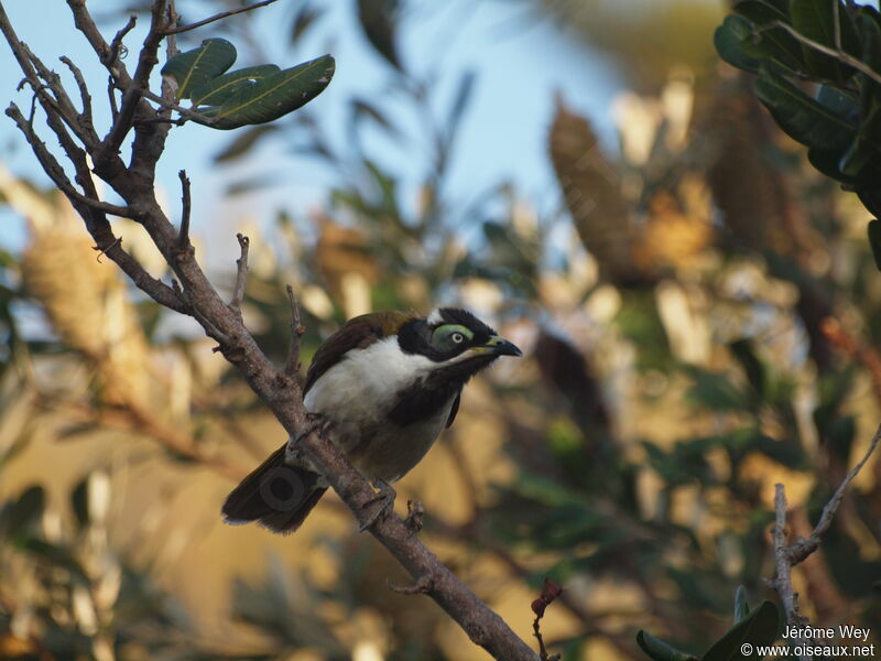 Blue-faced Honeyeater