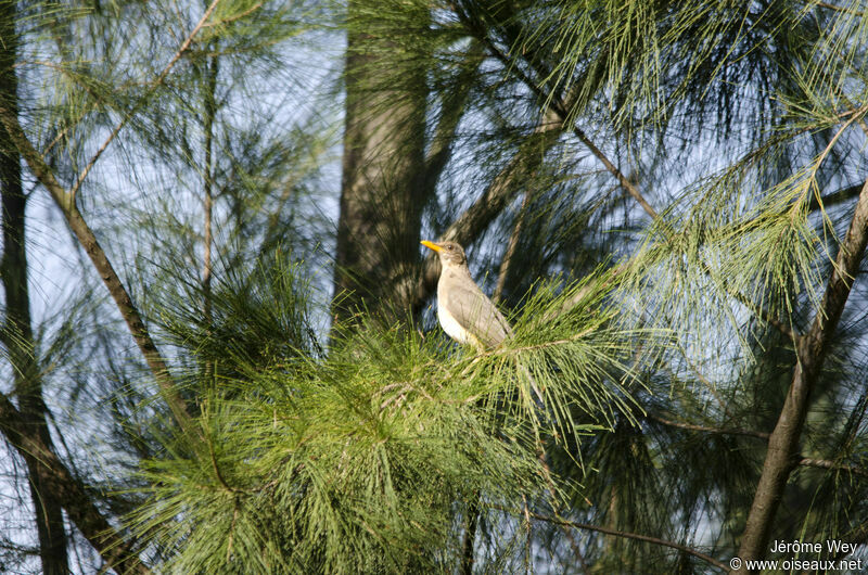 African Thrush