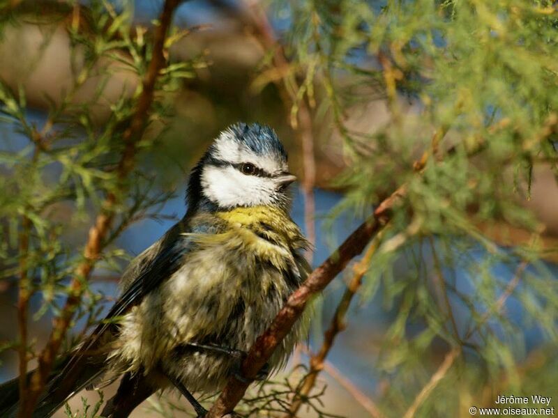 Mésange bleue