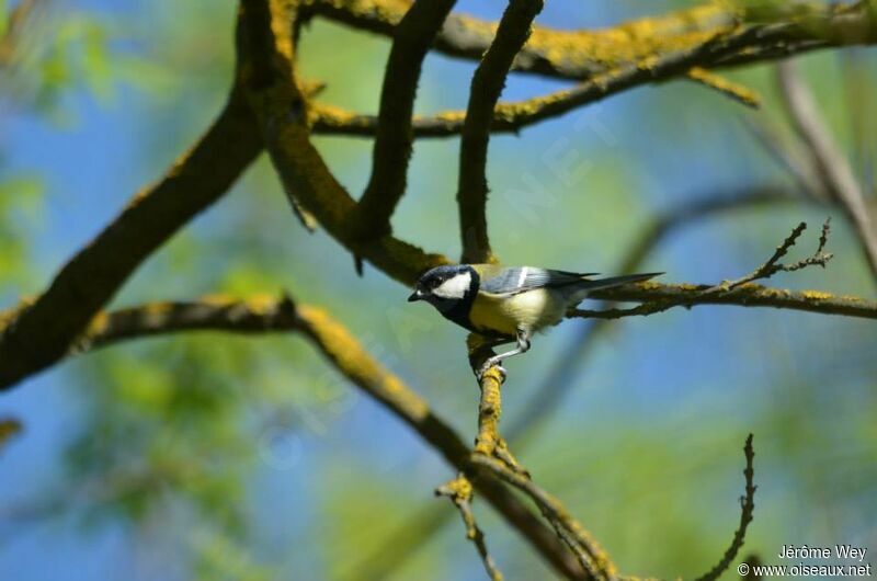 Great Tit