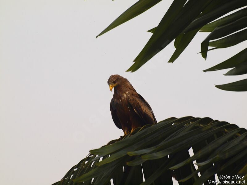 Yellow-billed Kite