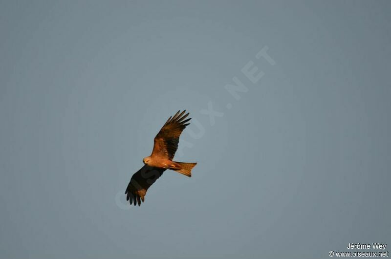 Black Kite