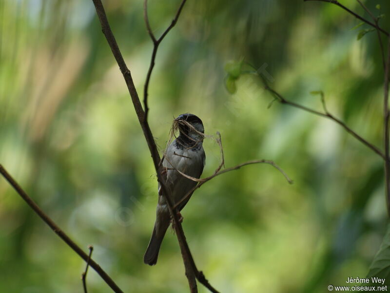 Moineau domestique